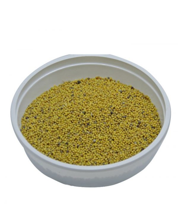 Mustard Seed (Yellow)