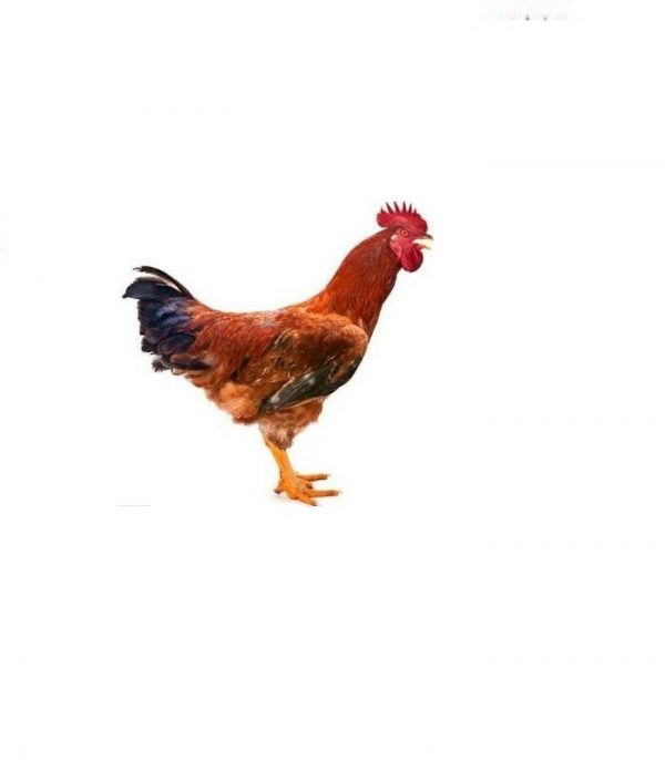 Desi Chicken