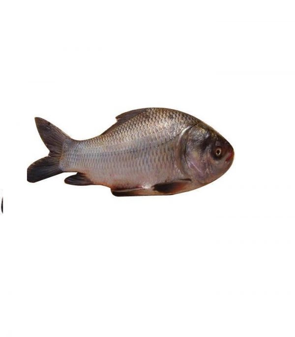 Katla Fish