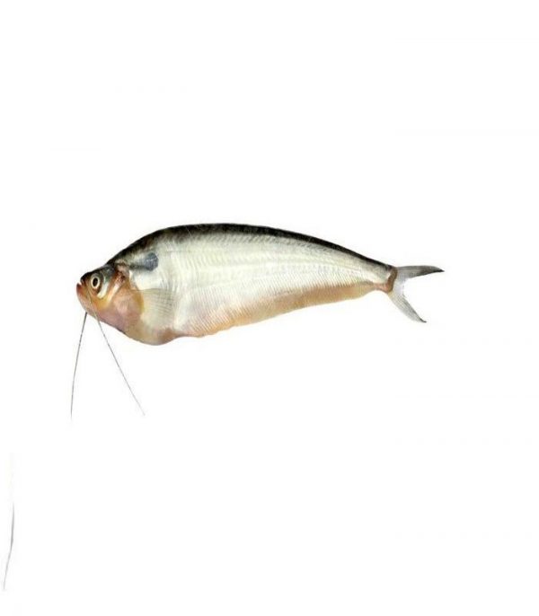 Pabda Fish (পাবদা মাছ) 1kg