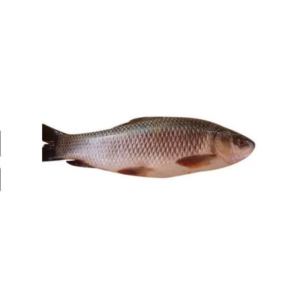 Ruhi Fish