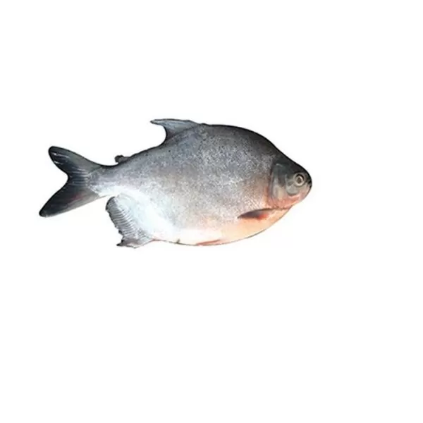 Rupchada Fish